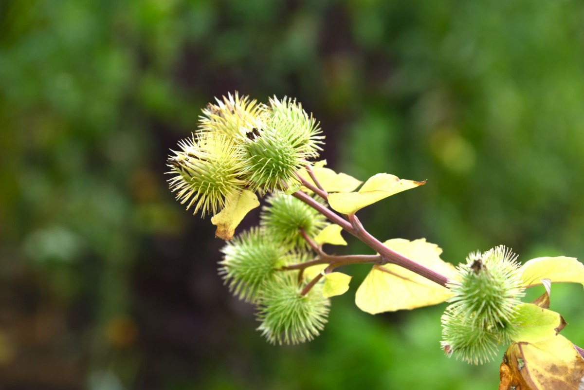 ポタジェ｜健康茶の定番の一つ！ゴボウ茶のつくり方と栽培