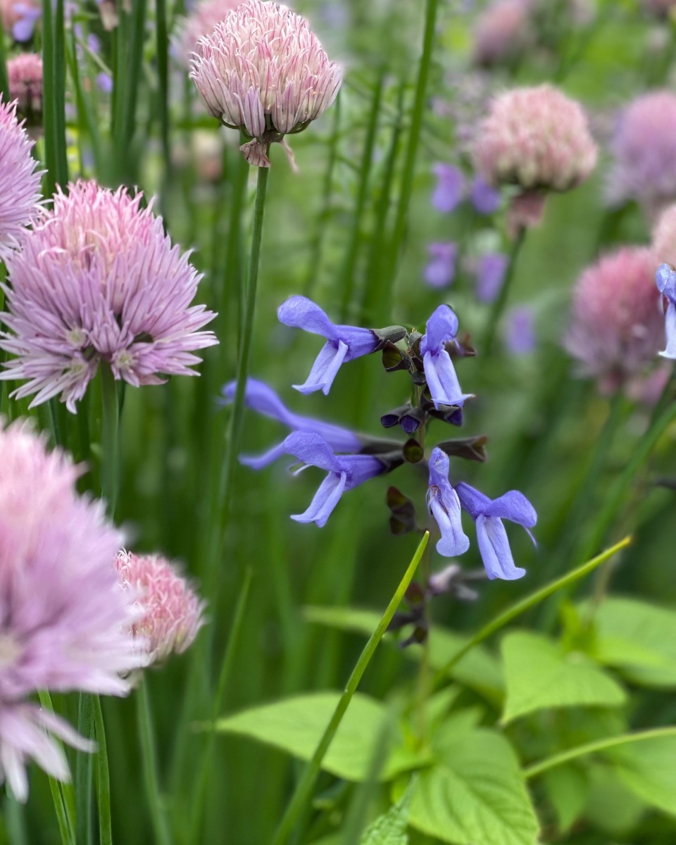 ハーバルライフ｜初夏から盛夏に向かって、庭を彩るハーブの花々