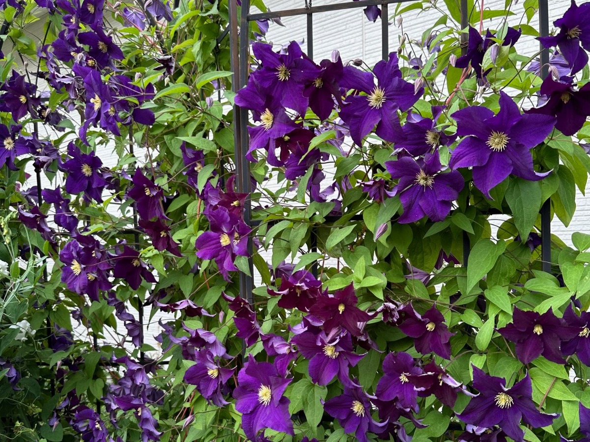 北海道の庭｜今週の花　今が盛りのクレマチス！