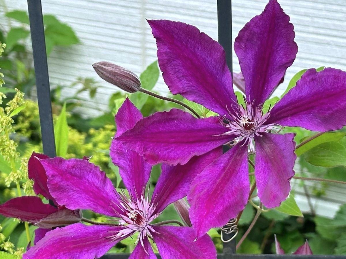 北海道の庭｜今週の花　今が盛りのクレマチス！