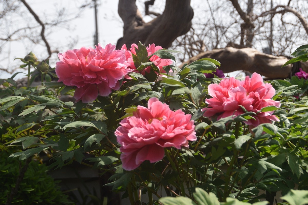 見頃は4月21日くらい!奈良県葛城市にある「石光寺」で「春牡丹」の開花が始まる