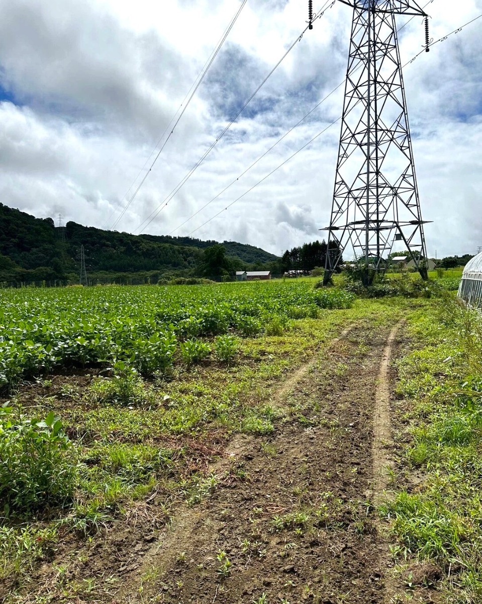 若者が農業に抱いた夢！白糠町で有機栽培に挑戦する大豆農場