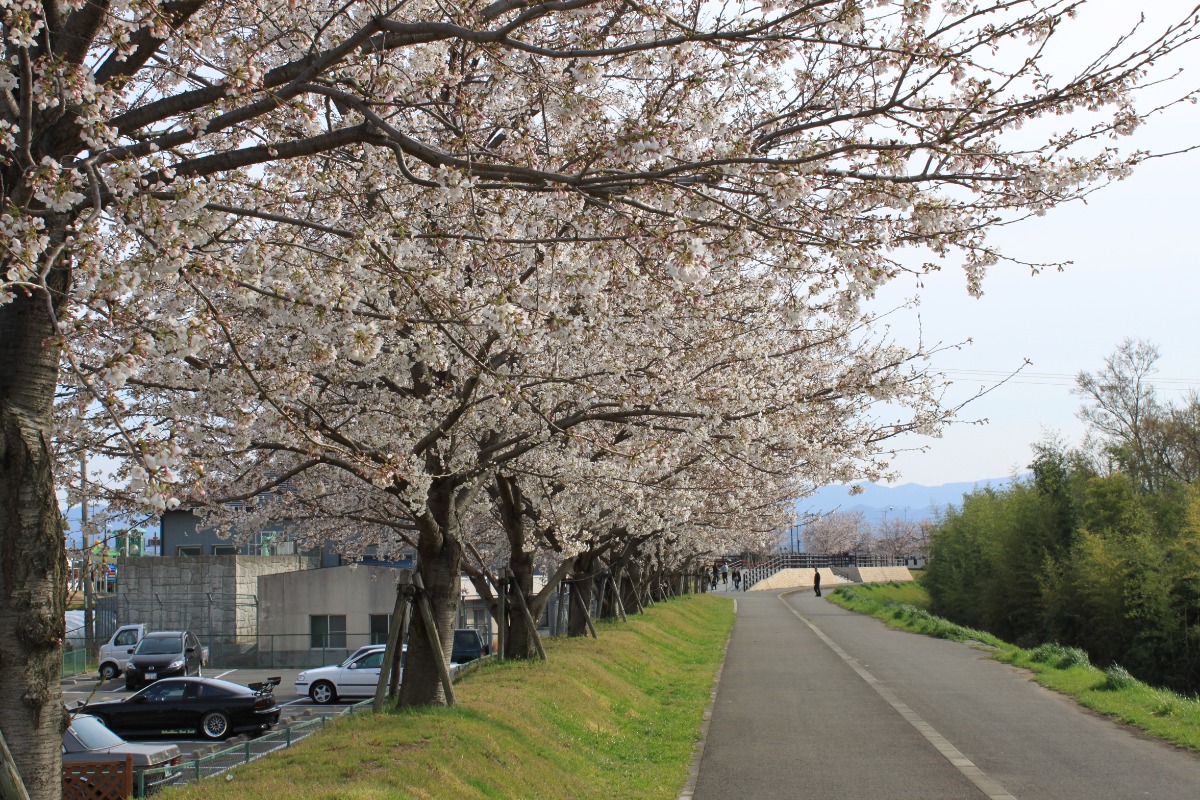 【2025年最新版】徳島のお花見スポット・桜の名所34選