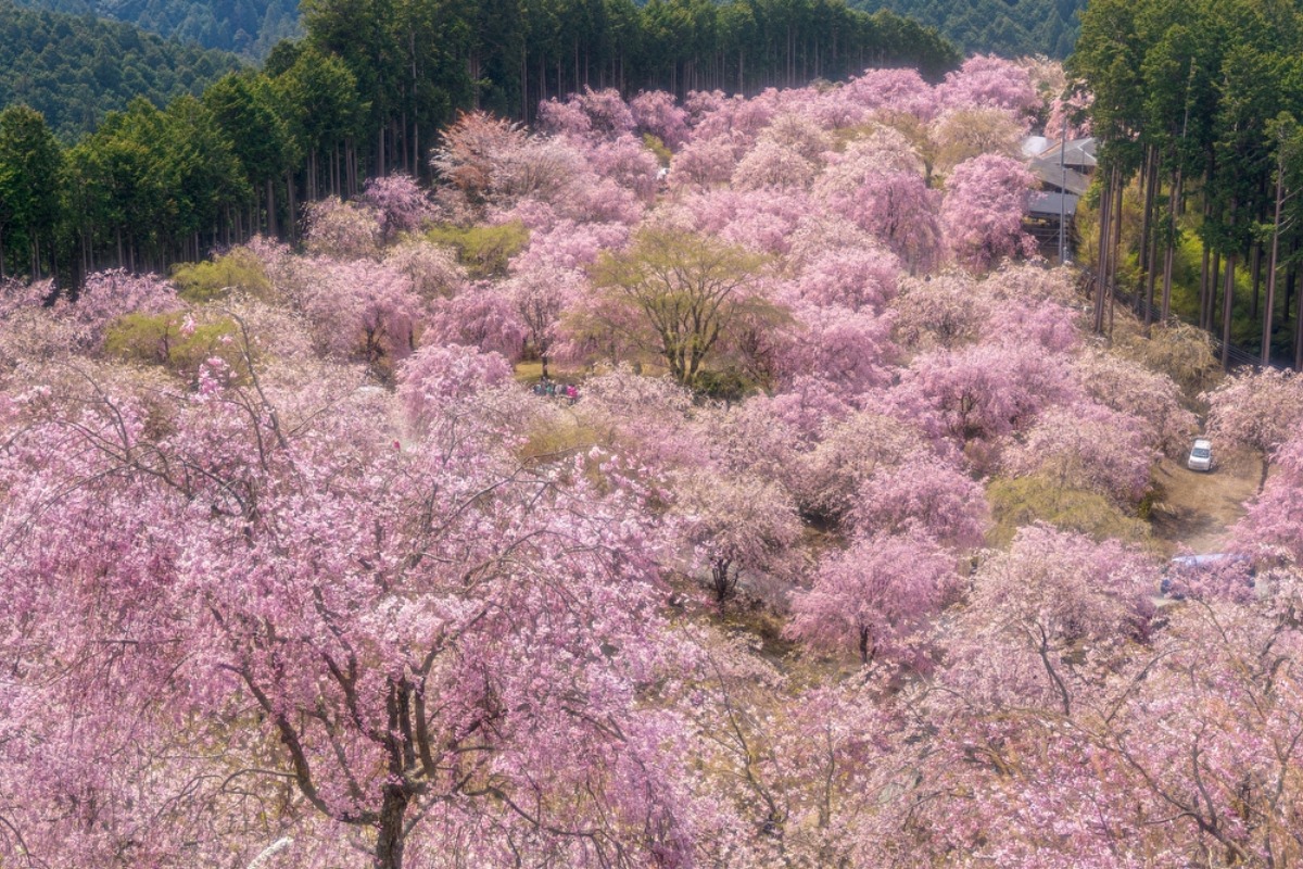 シダレザクラが1000本以上！天空の花園【奈良の桜2022／高見の郷／東吉野村】