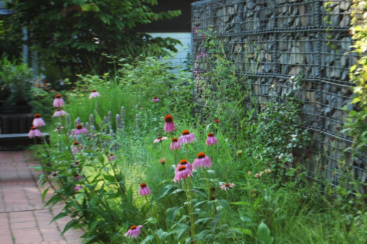 北海道 宿根草の育て方｜7月　盛夏は種類による花切りが大事