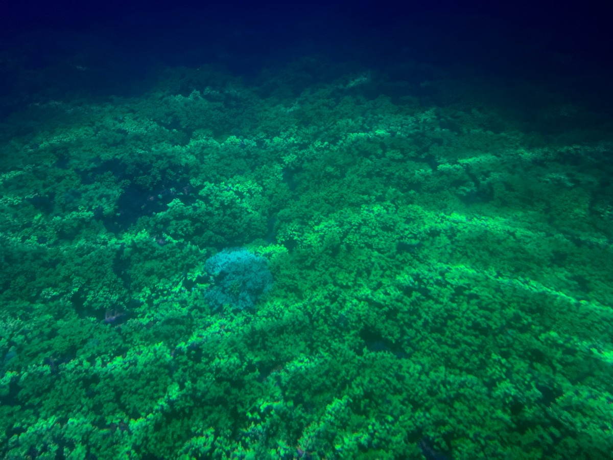 【徳島のおでかけ情報】海中観光船ブルーマリン号の「バレンタインナイトクルーズ2026」ロマンチックな夜の海でステキな思い出を