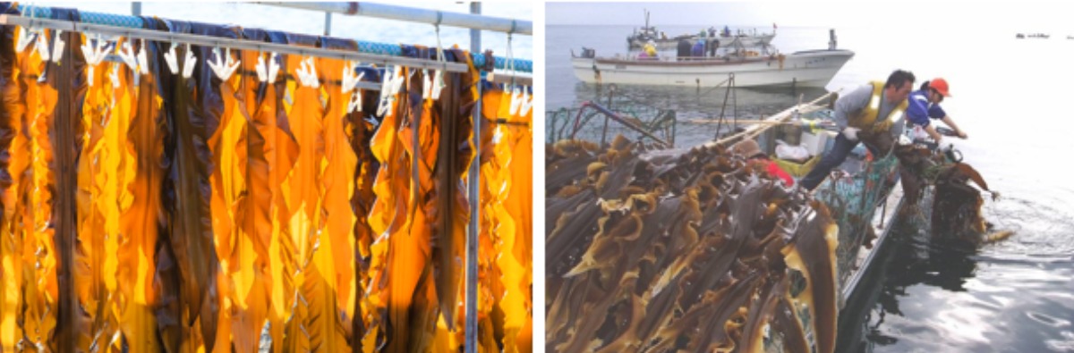 生産量日本一！函館の朝は「昆布」で目覚める