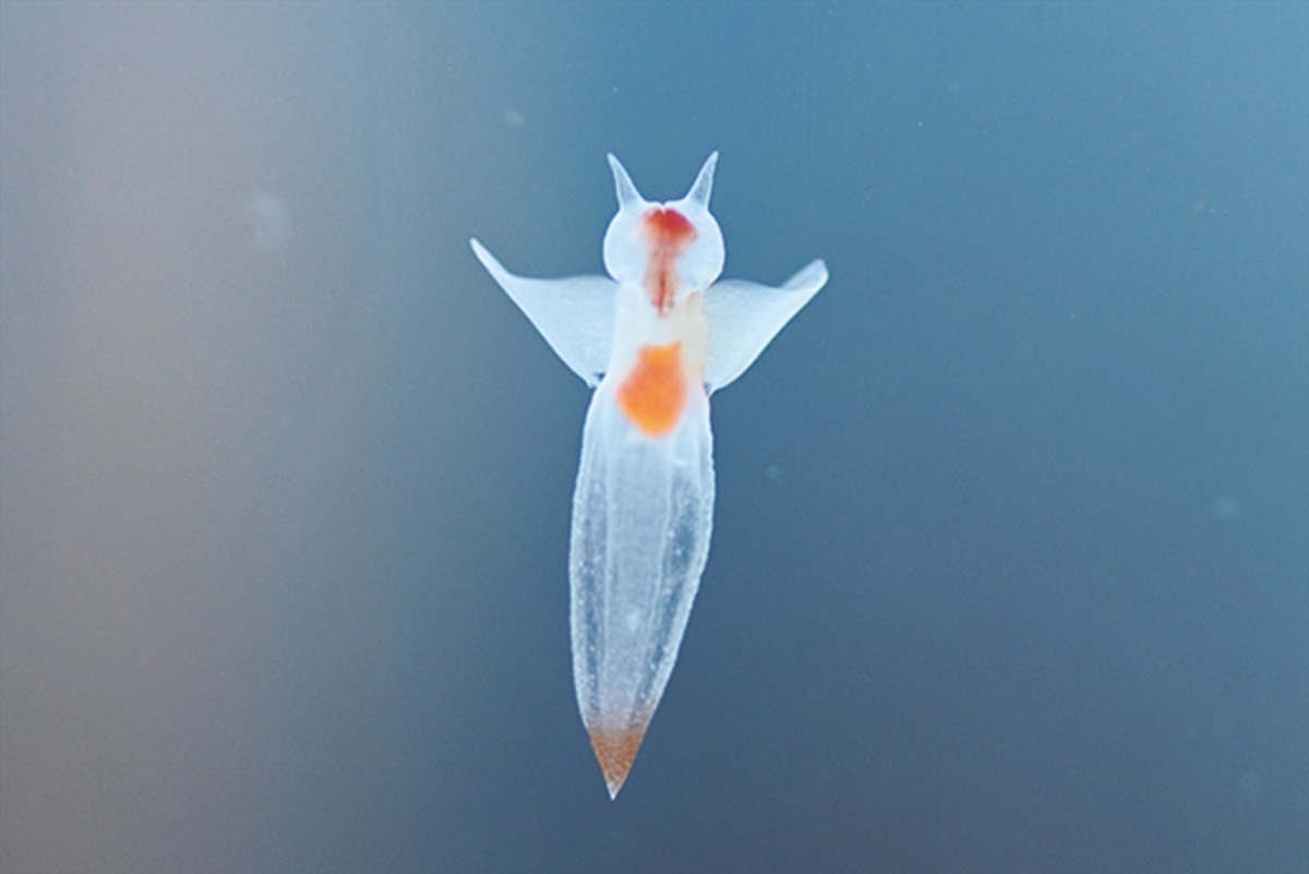 春から夏のオホーツク案内｜紋別市　オホーツク北部の観光拠点で、 食と観光を満喫できるまち