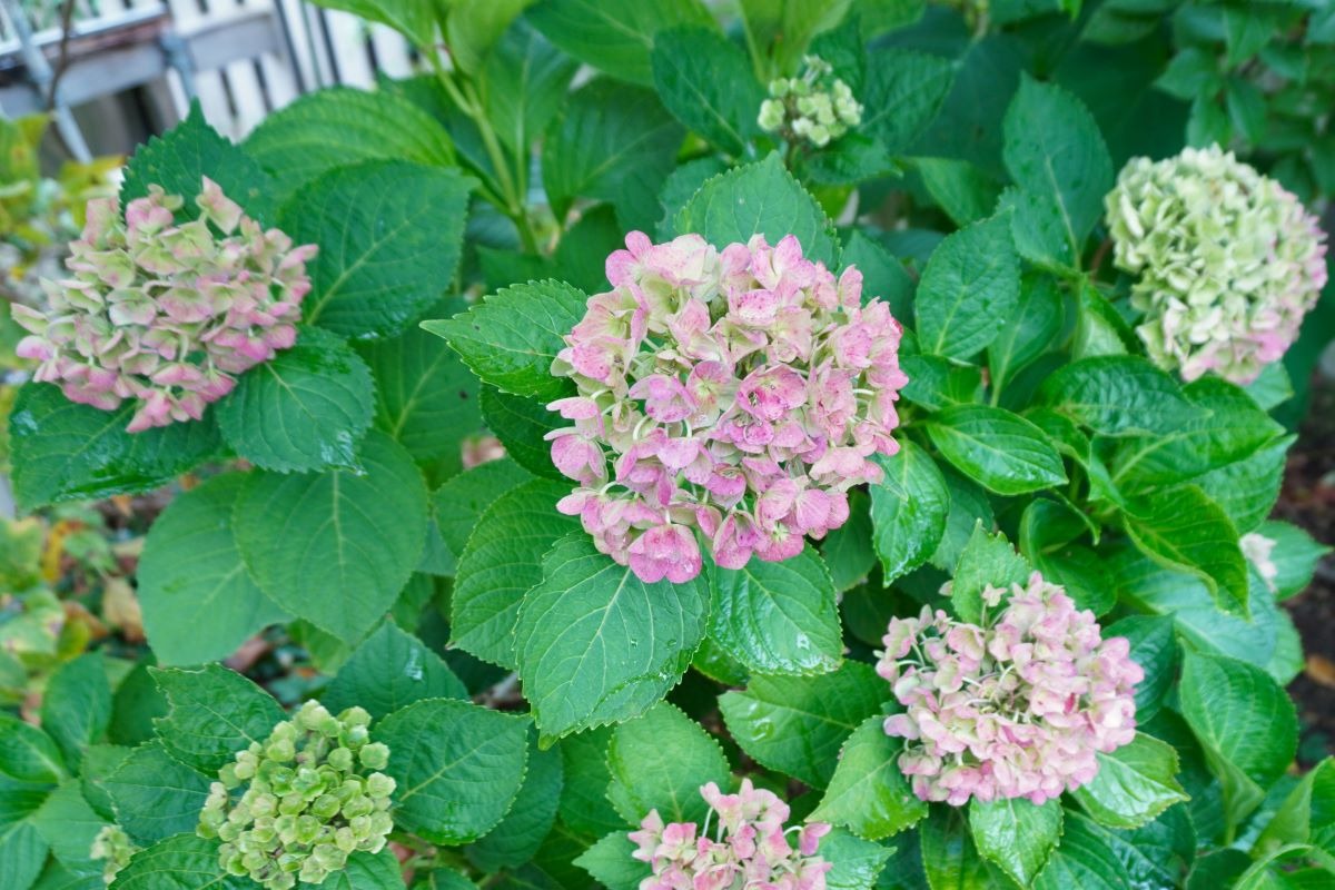  ポタジェ｜秋の菜園と、春夏野菜の振り返り