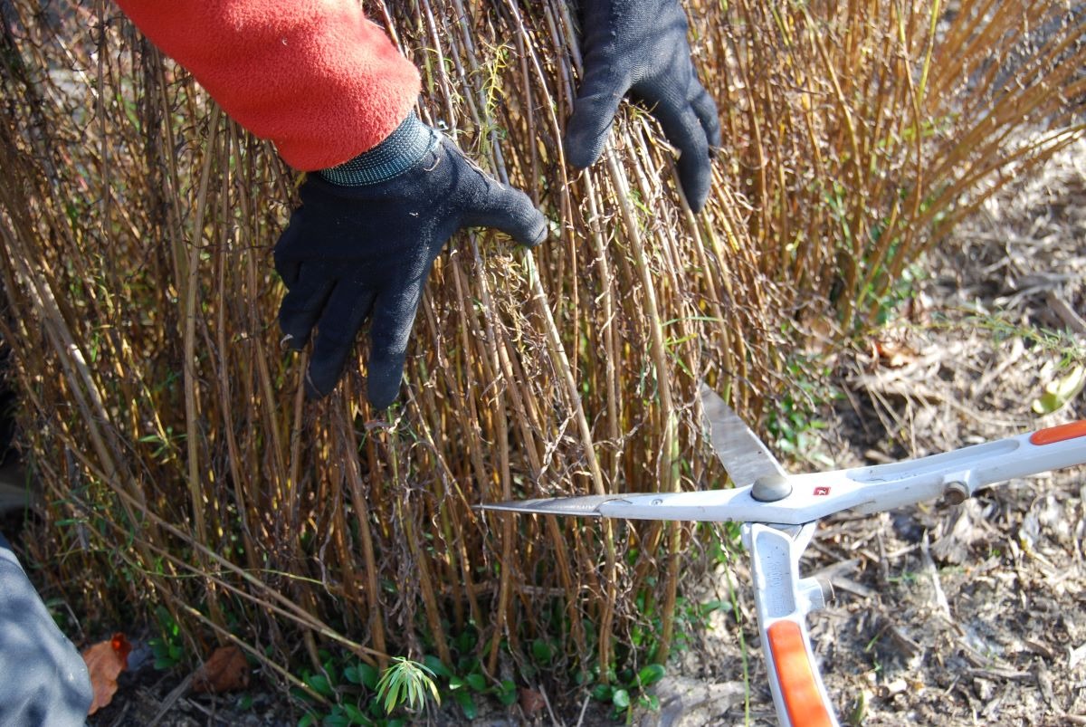 北海道 宿根草の育て方｜11月　庭じまいと冬に向けた保護