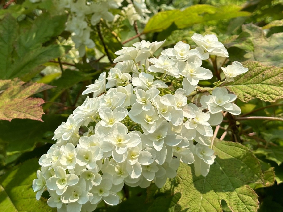 北海道の庭｜今週の花　趣があるアジサイ、華やかなアナベル