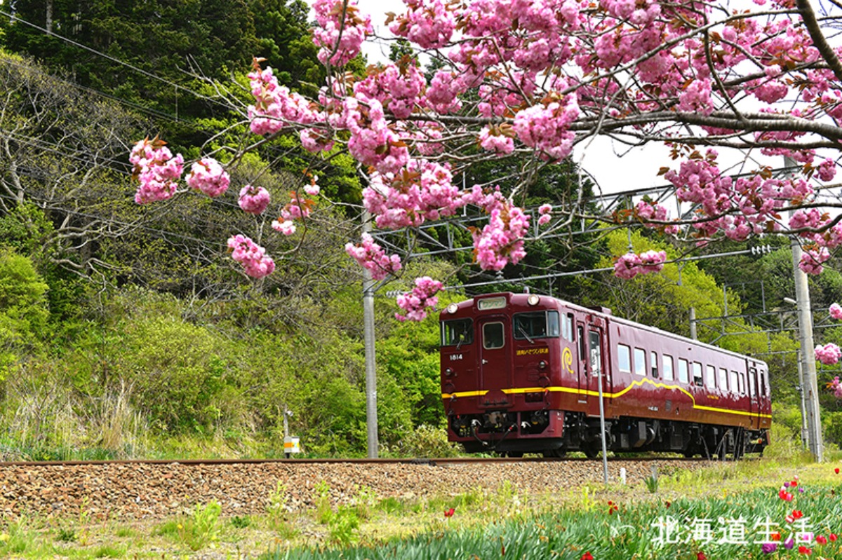 花咲く沿線と津軽海峡の海、道南いさりび鉄道の旅