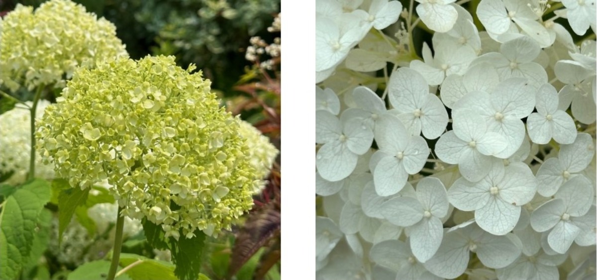 北海道の庭｜今週の花　趣があるアジサイ、華やかなアナベル