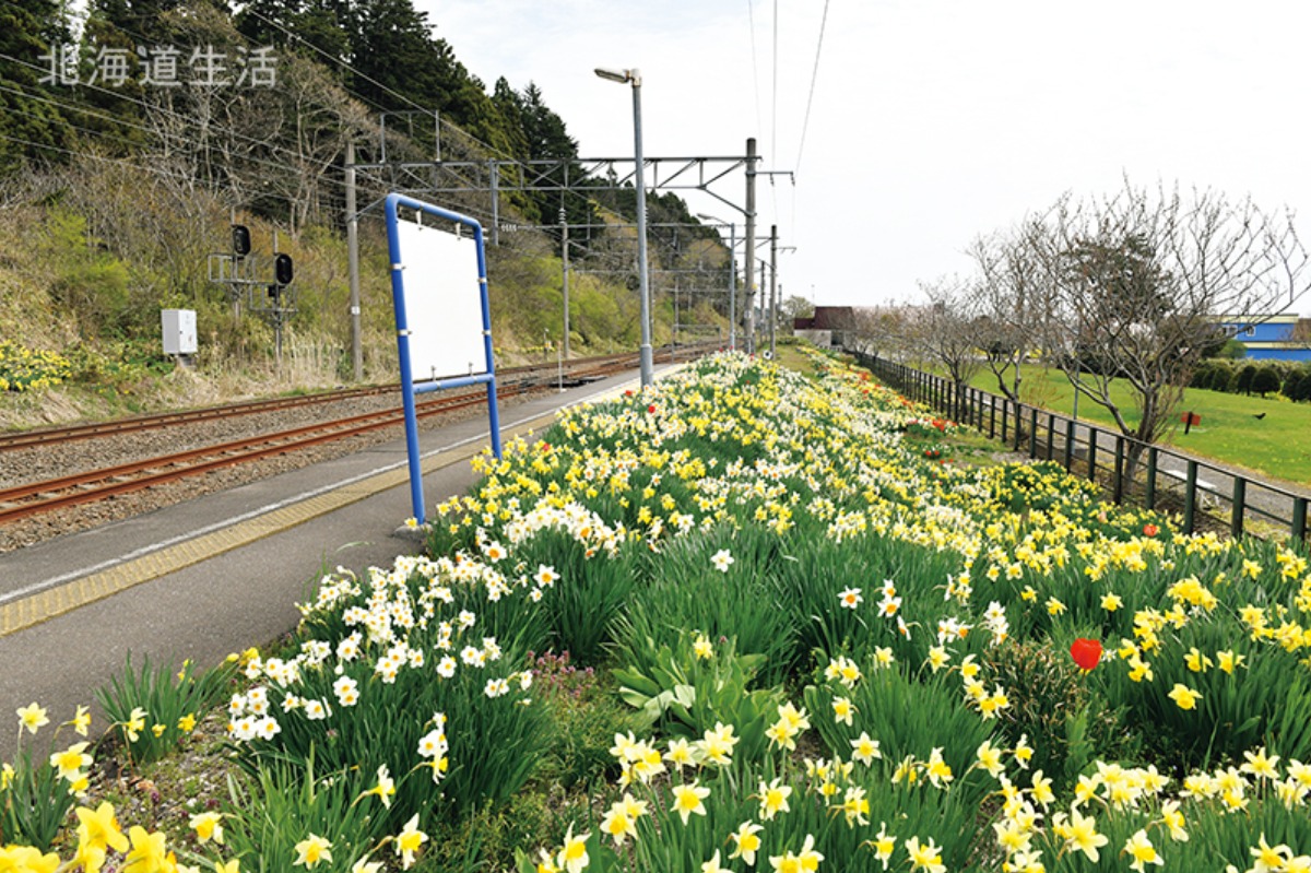 花咲く沿線と津軽海峡の海、道南いさりび鉄道の旅