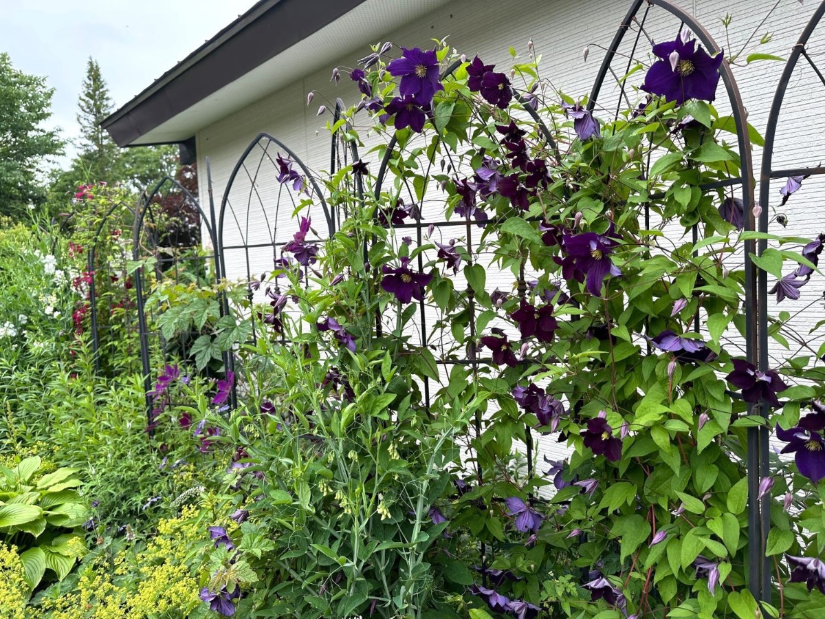 北海道の庭｜今週の花　今が盛りのクレマチス！