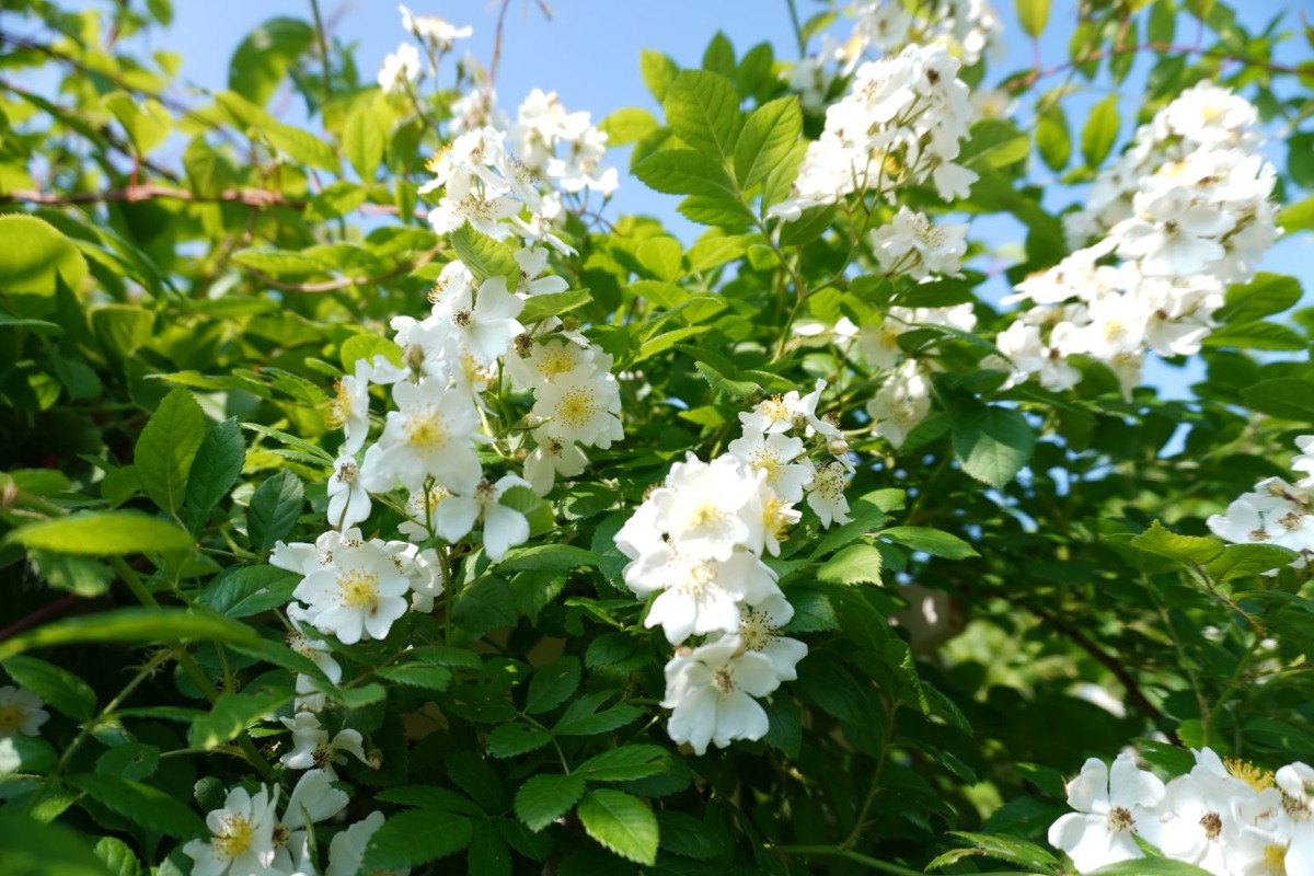 ポタジェ｜夏野菜の収穫前の楽しみは、バラと宿根草の彩り