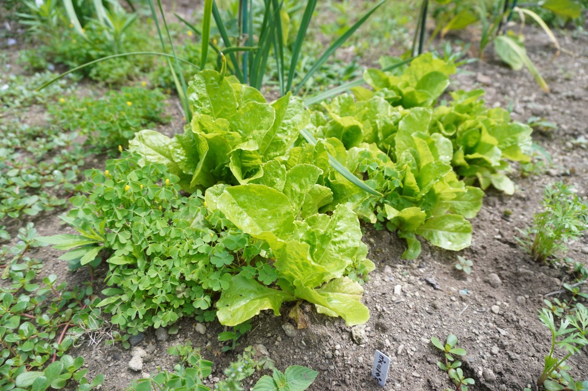 ポタジェ|菜園のデザイン!ハーブの開花と野菜が育つ7月の様子