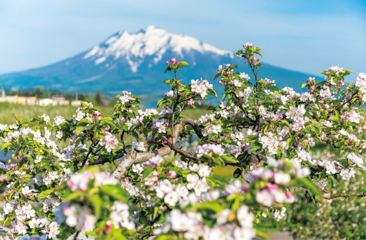 南北海道から北東北へ｜青森県　花と緑が目覚める、 春色の青森を旅する