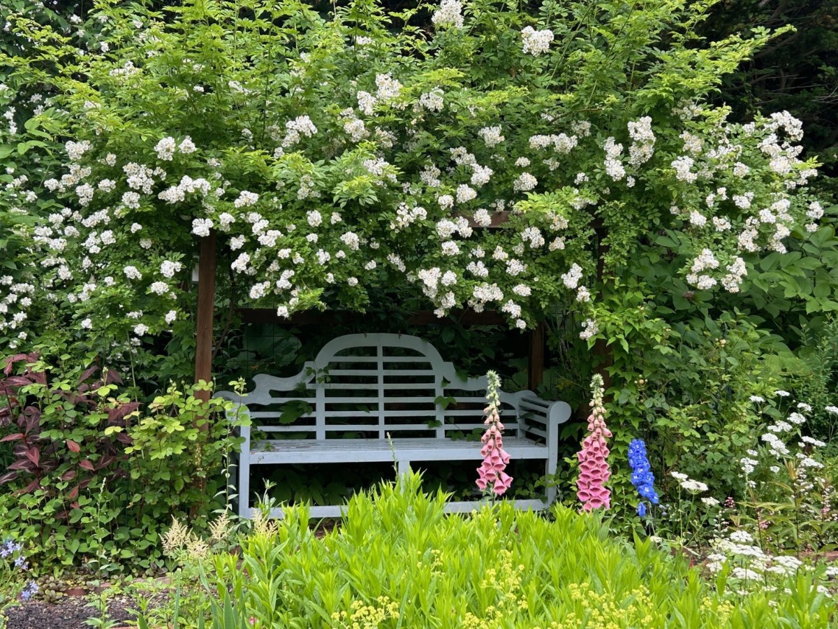 北海道の庭｜今週の花　満開のつるバラ