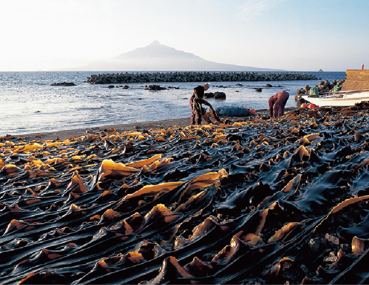 北海道移住案内2026・春｜礼文町　離島の魅力！海や山、自然と共に生きるを体感