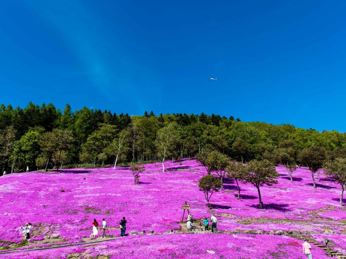 滝上町の芝桜の大群落！「芝ざくらまつり」は5月7日より