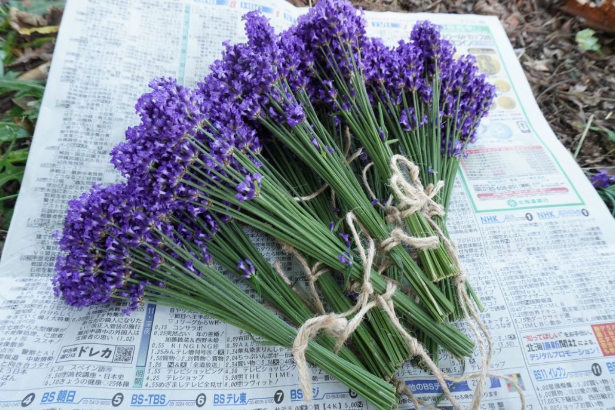 ポタジェ|街路マスの花壇に咲くラベンダーの手入れと活用
