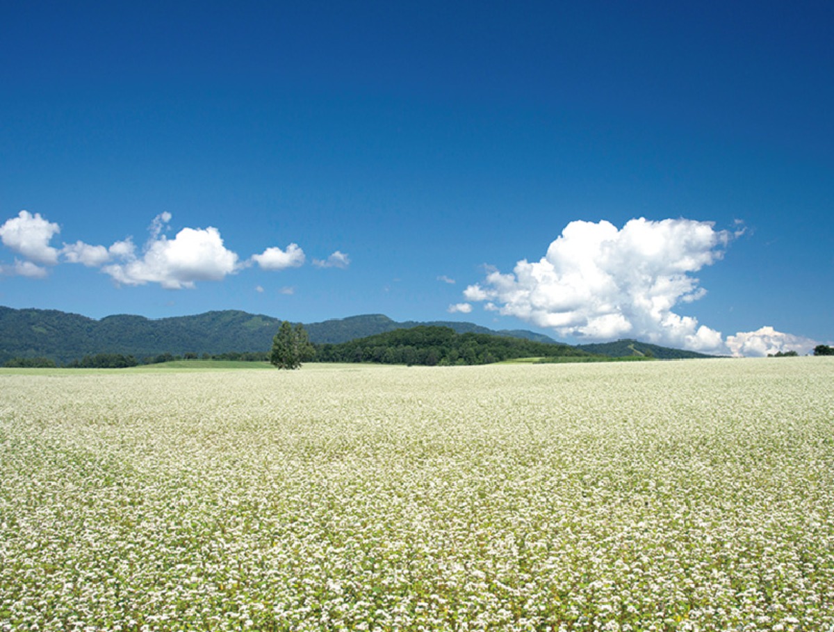 夏の北海道を体感｜幌加内町　そば生産量日本一。北欧に似た景色をもつまち