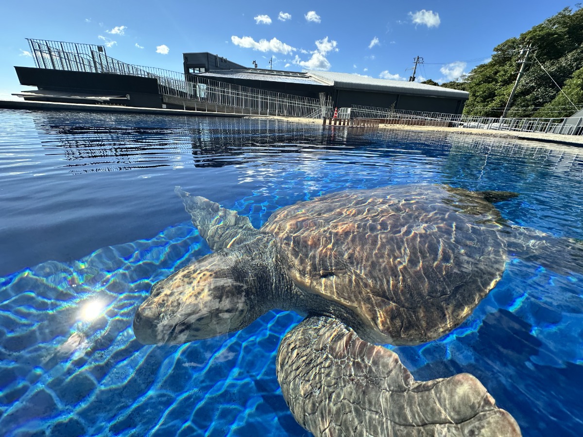 【ワイヤー最新号】徳島の子育てお役立ち情報満載2026年5月号！「淡路島＆徳島24市町村おでかけスポット」「ベビー＆キッズ撮影会inタクト」andmore！