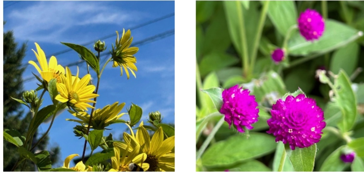 北海道の庭｜今週の花（10月2日）　センニンソウと秋の花