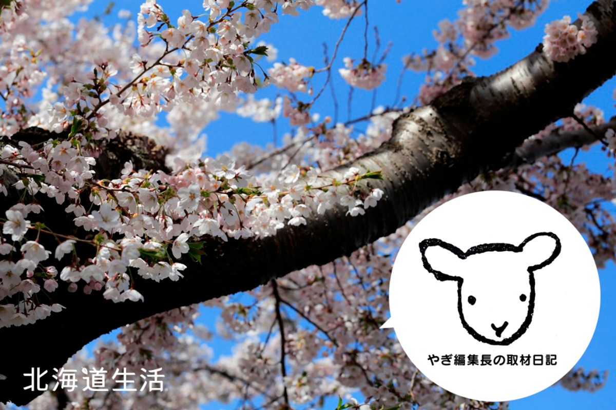 やぎさん取材日記｜北海道の桜前線、道南からスタート！
