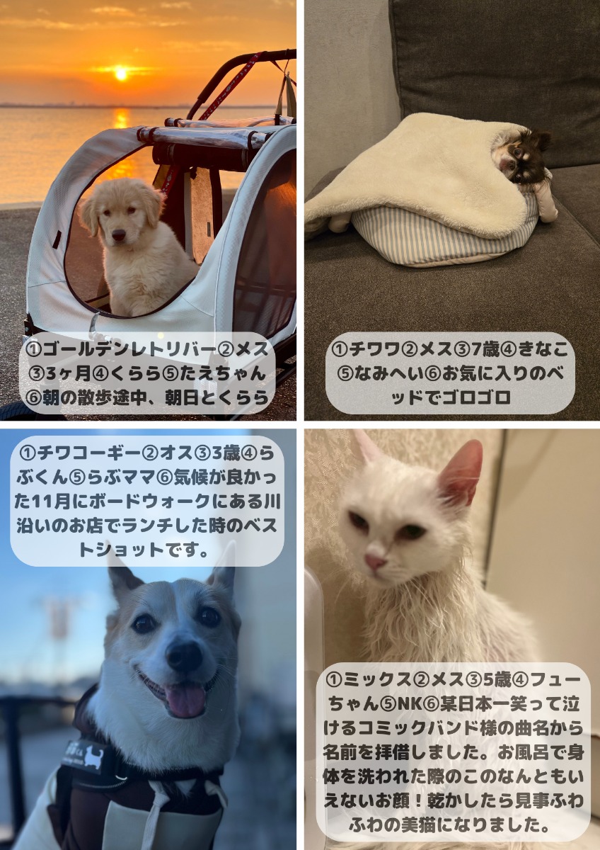 【ペットフォトコンテスト】我が家のペット／看板犬・猫 受賞作品紹介