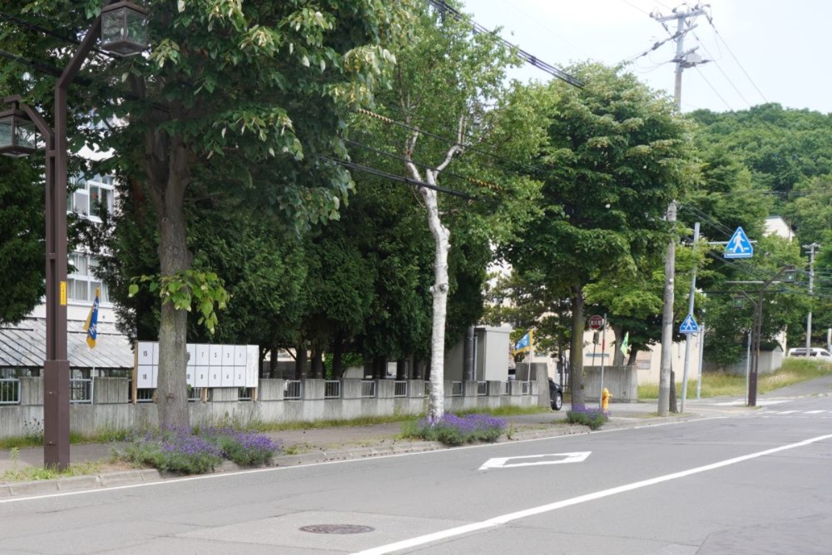 ポタジェ|街路マスの花壇に咲くラベンダーの手入れと活用
