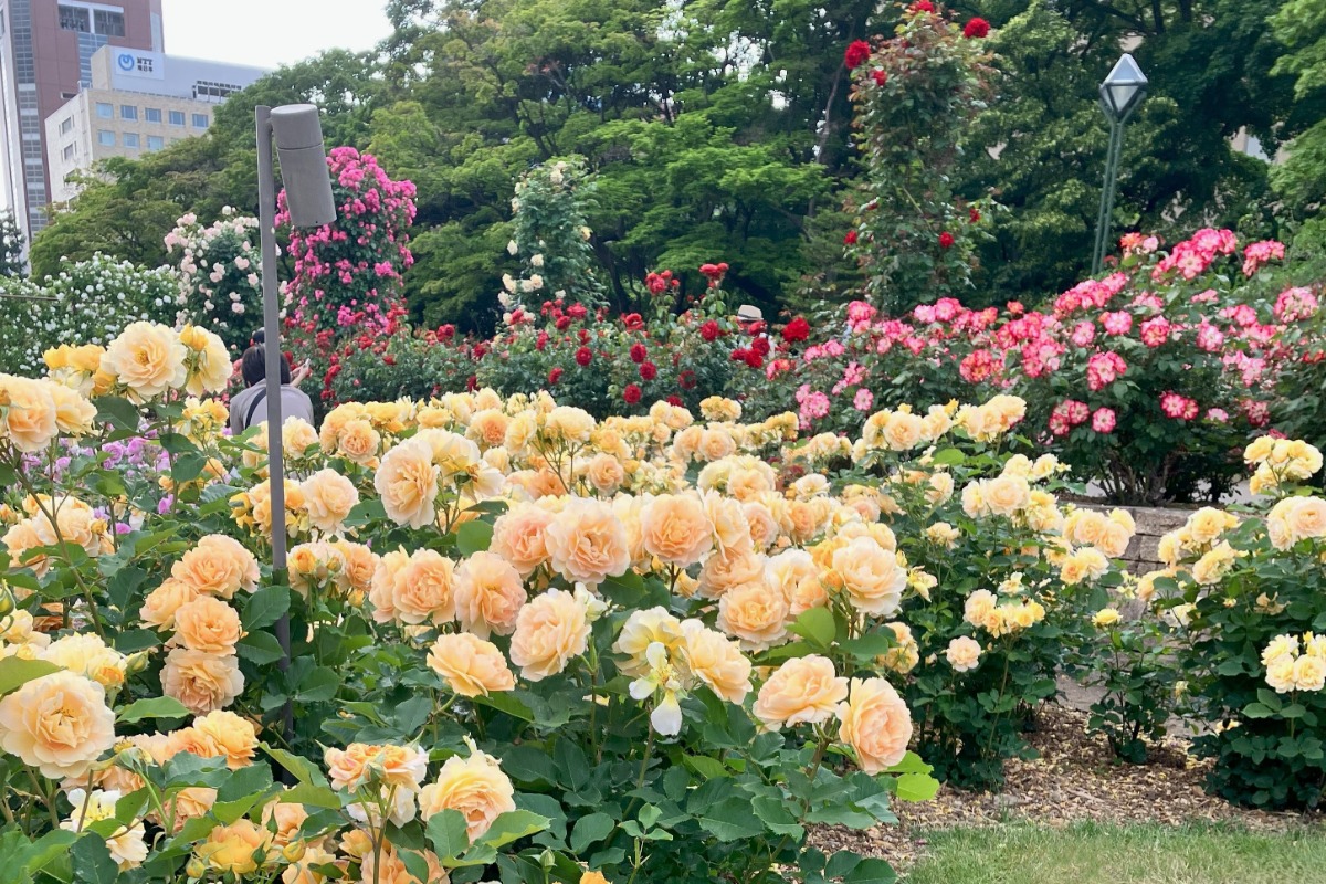 大通公園のバラが見ごろ!サンクガーデンで花と香りを感じて