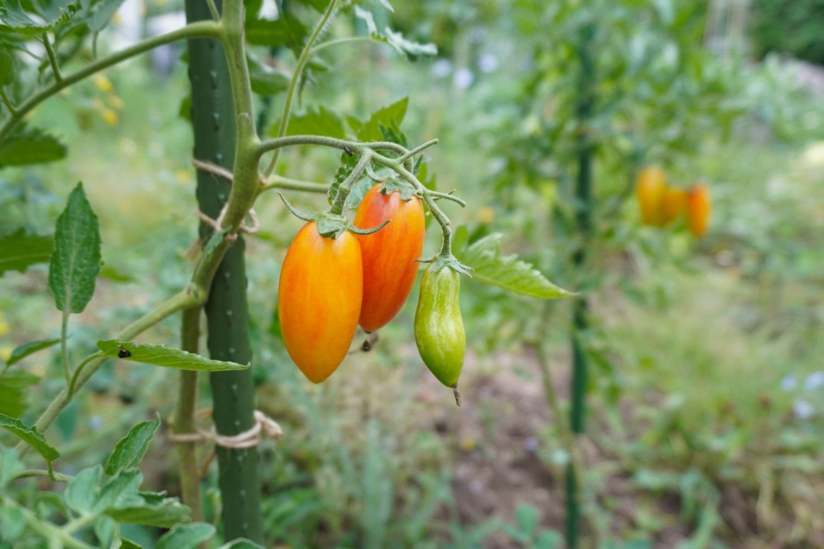 ポタジェ｜夏の菜園　夏野菜の栽培アイデア＆アジサイとハーブ利用