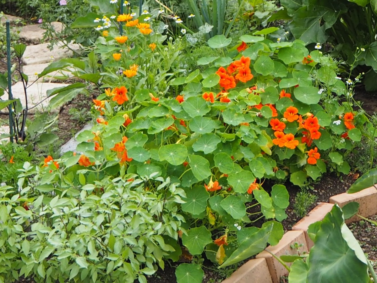 ポタジェ｜菜園が美しい印象になる‟支柱の活用法”