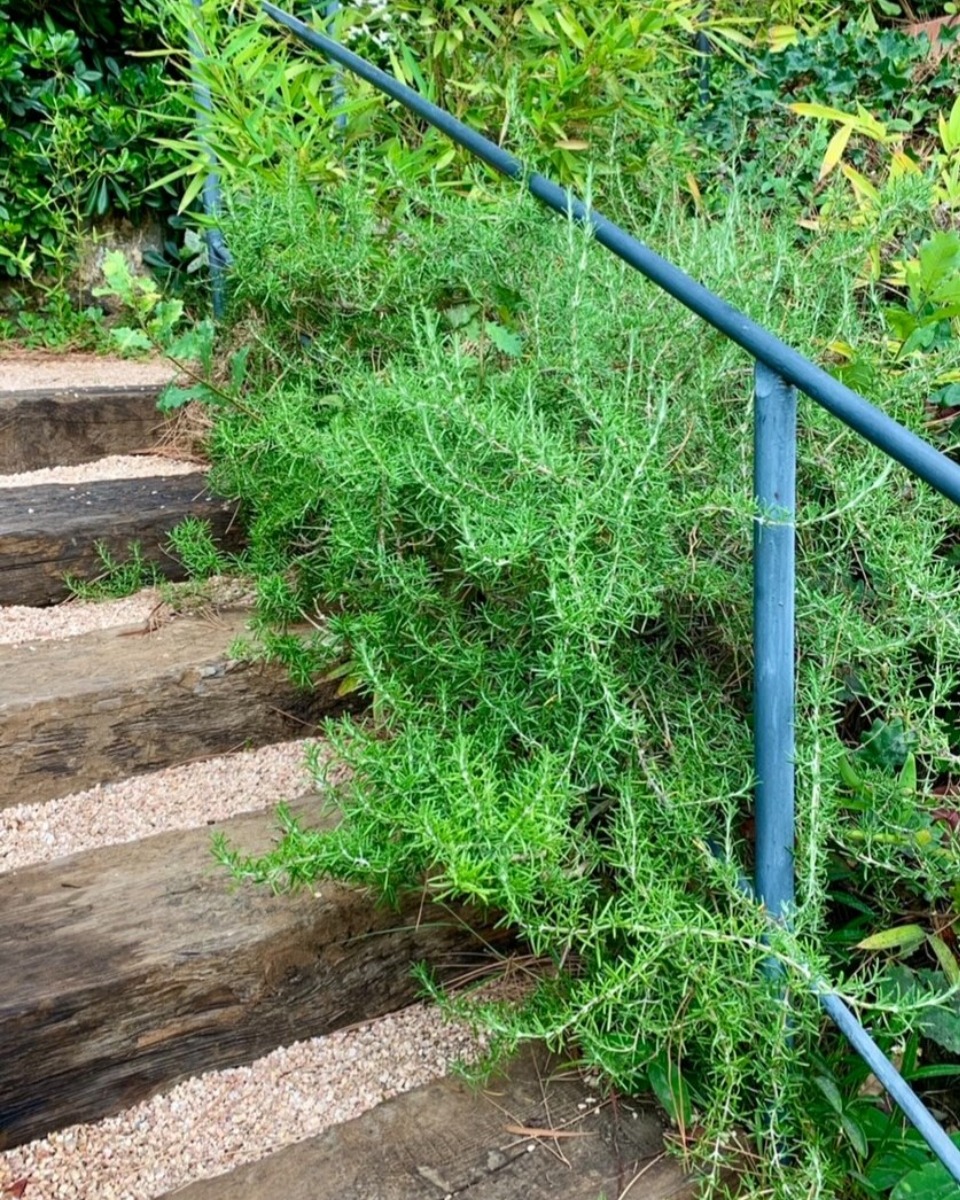 ハーバルライフ｜フランスの旅で感じた、植物のある暮らし