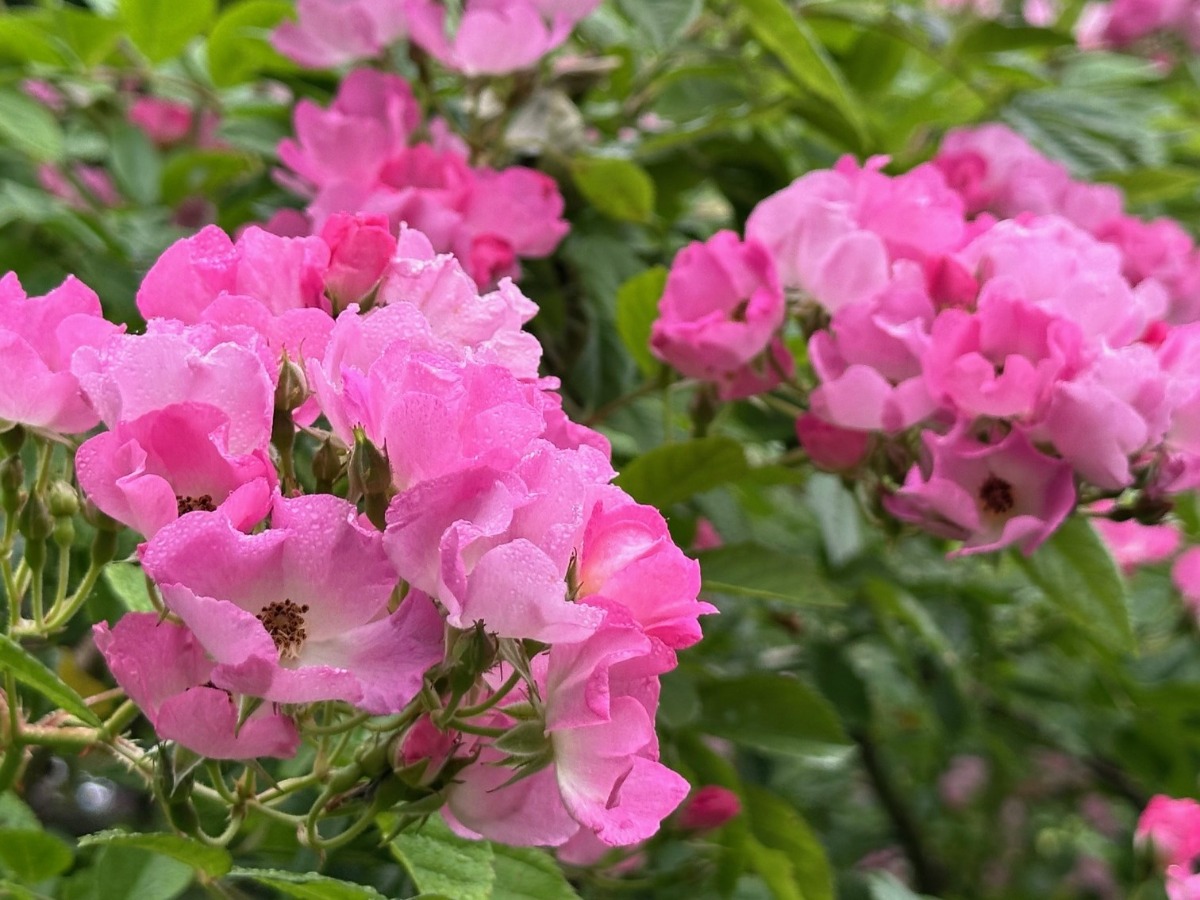 北海道の庭｜今週の花　満開のつるバラ