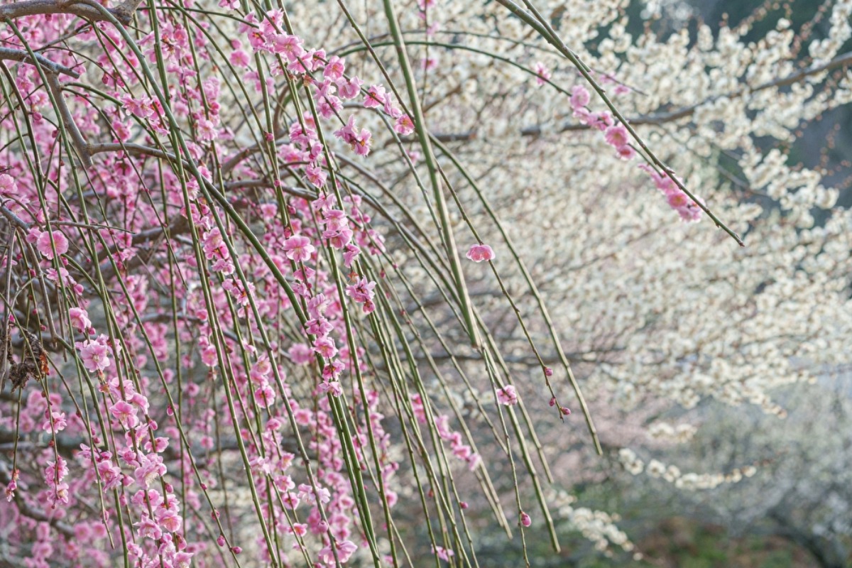 【奈良県三大梅林】梅まつりも開催！日本で最初の名勝地 月ヶ瀬梅林（つきがせばいりん）｜奈良市