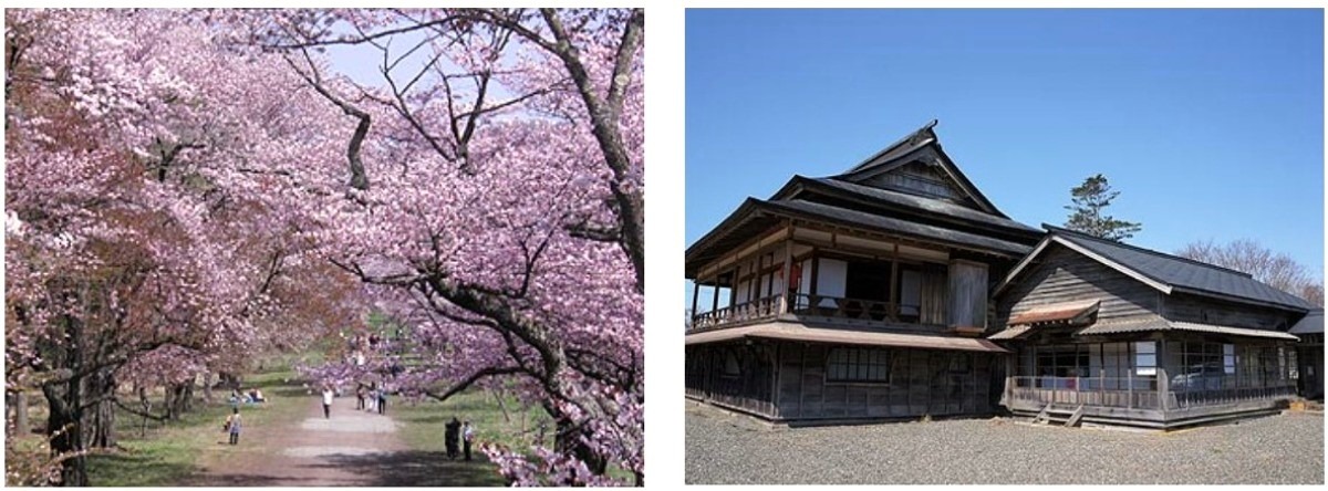 2025 北海道のお花見・桜の名所 ③｜登別・静内ほか各地