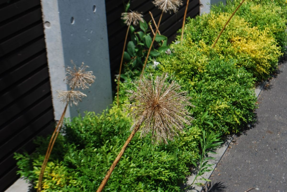 北海道 宿根草の育て方｜7月　盛夏は種類による花切りが大事