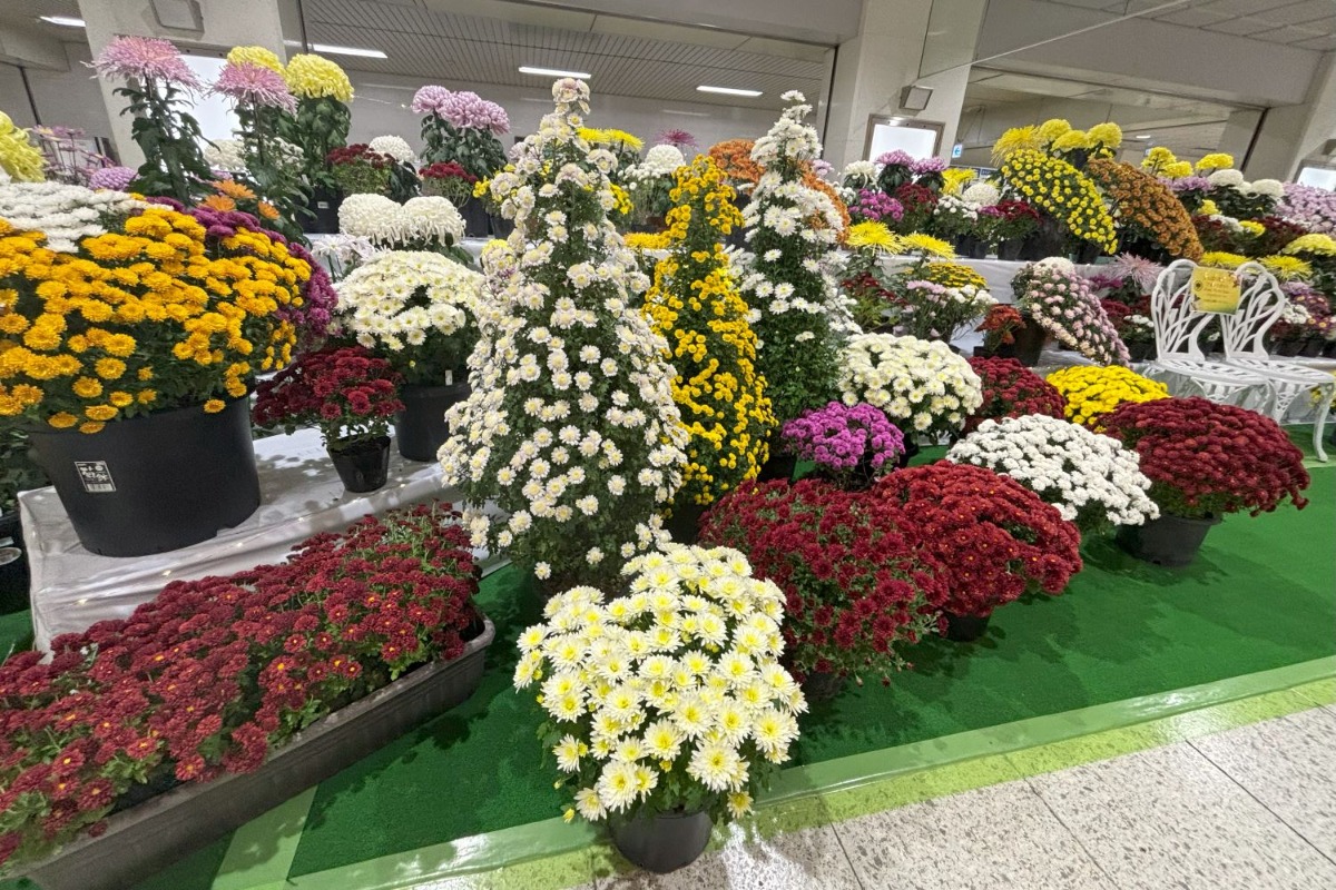 11月3日まで札幌チカホが菊の花で彩り豊か！ぜひお立ち寄りを