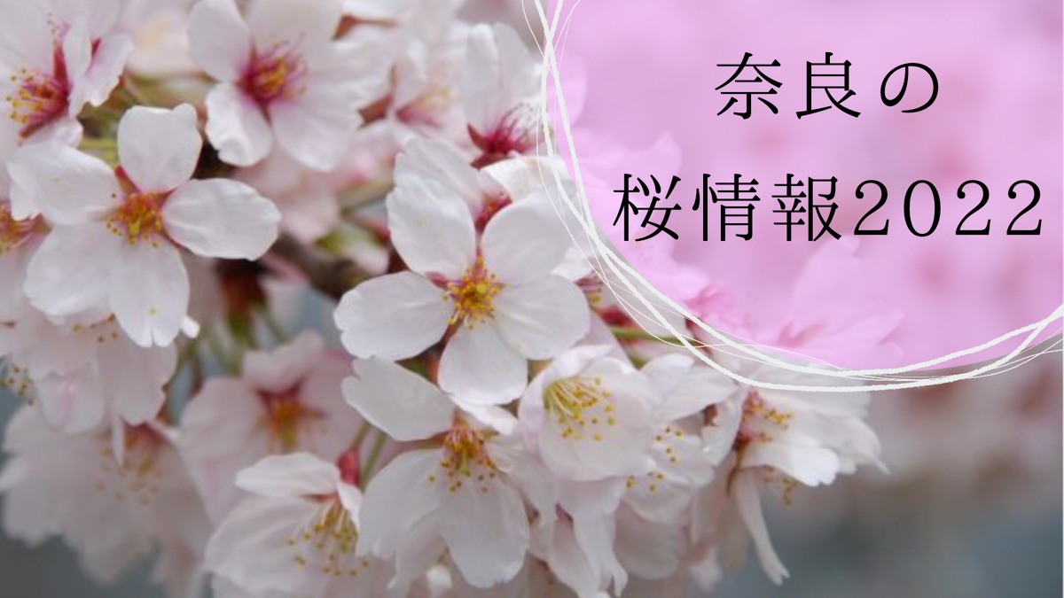 【2022年版】奈良の桜情報＆開花予想2