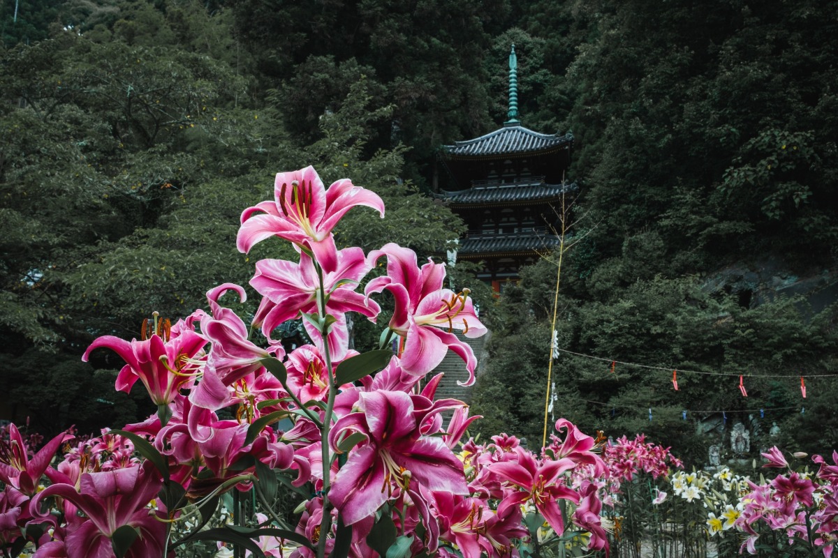 古刹「松尾寺」で華やかに咲き誇るカサブランカ。6月下旬頃開花の見込み【大和郡山市】