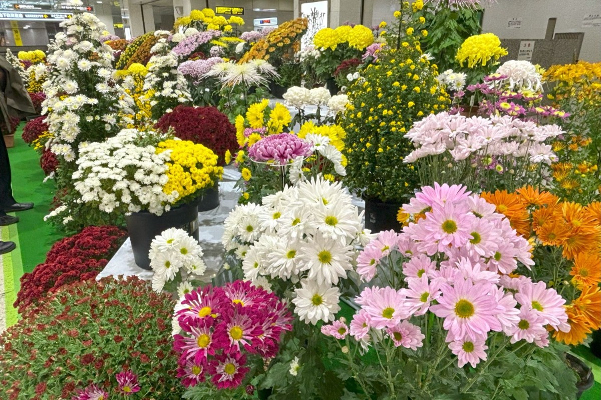 11月3日まで札幌チカホが菊の花で彩り豊か！ぜひお立ち寄りを