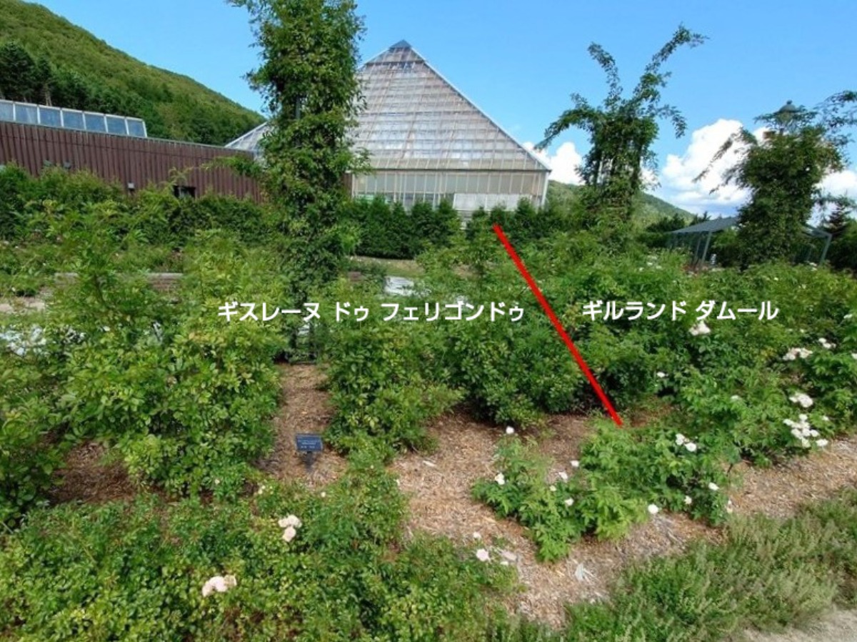 北海道 バラの育て方｜9月　庭に補植する品種選びのポイント
