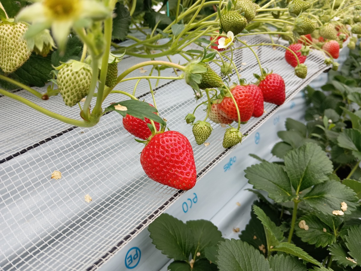 【2026最新版】徳島いちご狩りスポット・おすすめ14選！家族のおでかけ＆レジャーにぴったり