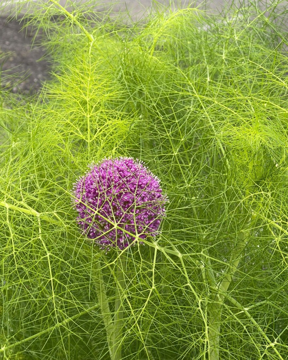 ハーバルライフ｜初夏から盛夏に向かって、庭を彩るハーブの花々