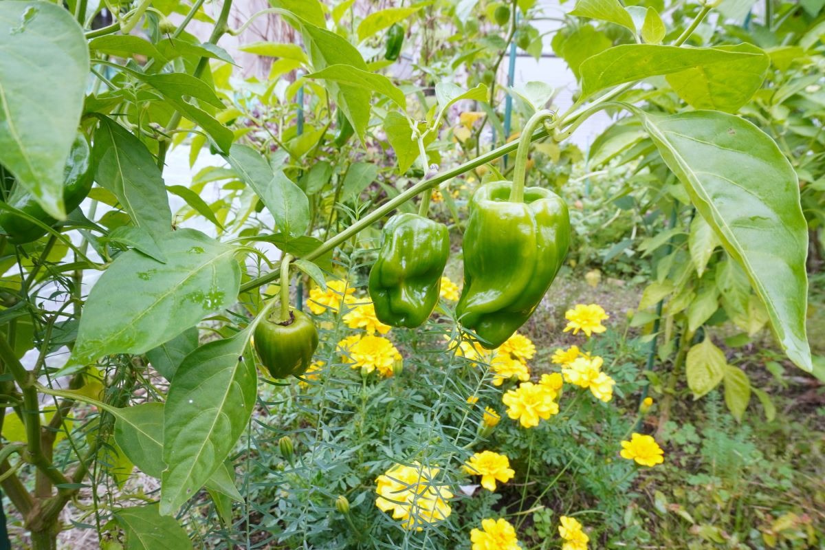  ポタジェ｜秋の菜園と、春夏野菜の振り返り