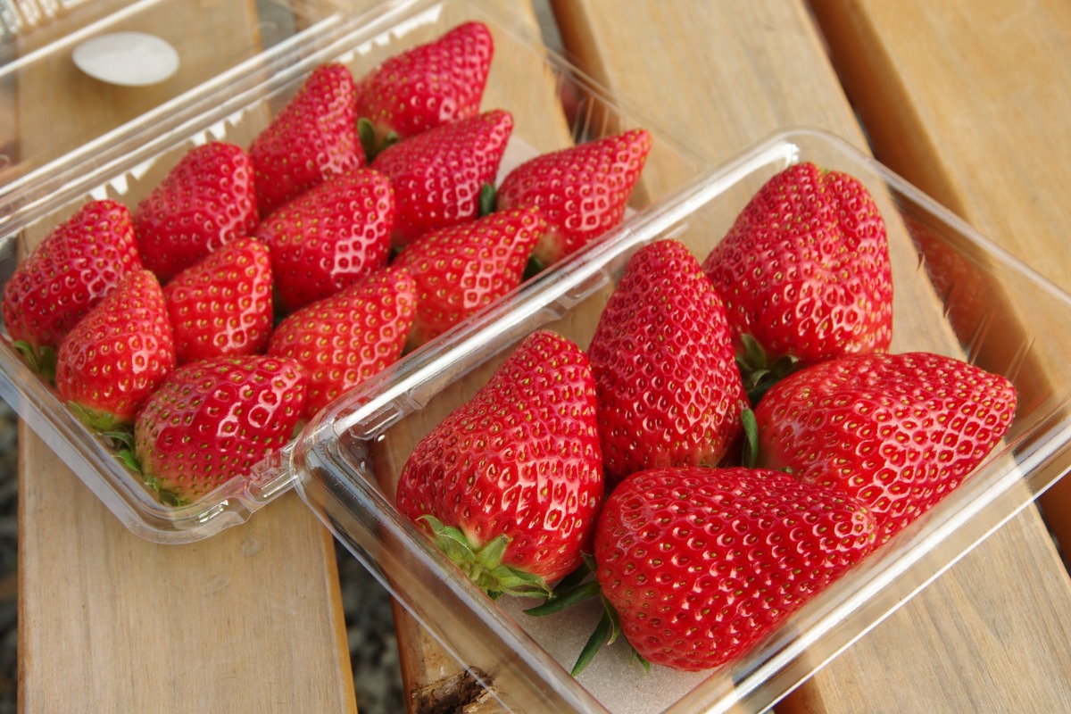 《鳴門市／Strawberry farm HAMADA》シーズン到来！甘酸っぱいイチゴを思う存分楽しめる徳島の最新スポット