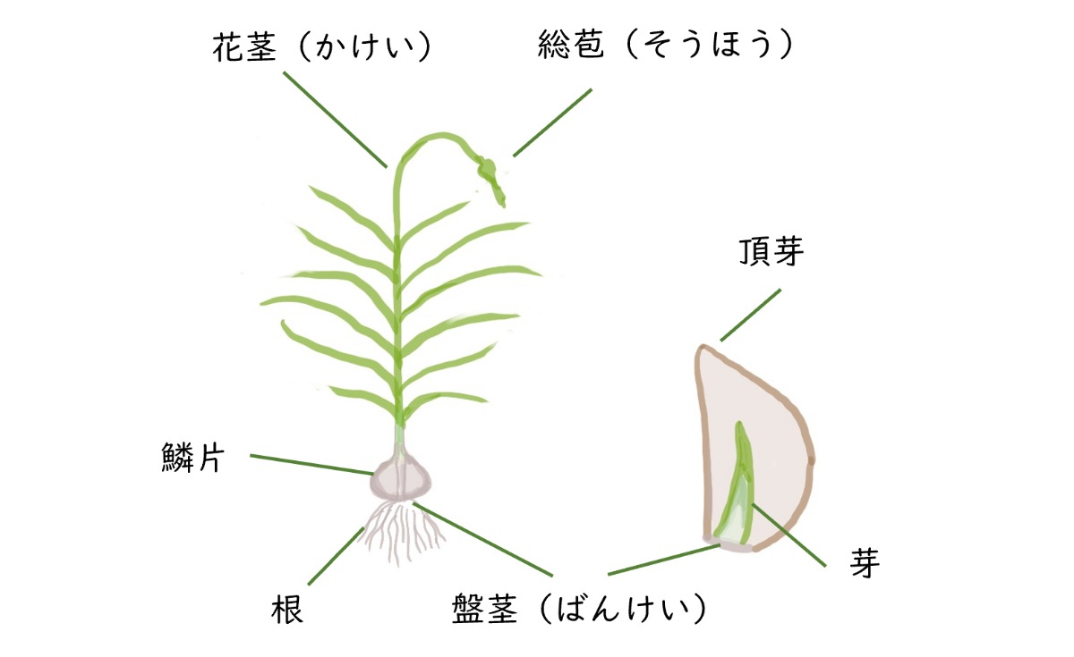 ポタジェ｜収穫は来シーズン！秋からが適期の「ニンニク栽培」